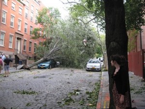 Tree down on Hicks Street.  BHB Reader Photo: V. Frankel