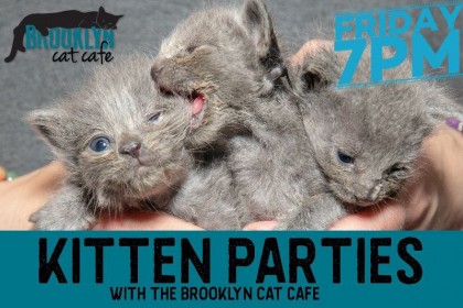 Kitten party