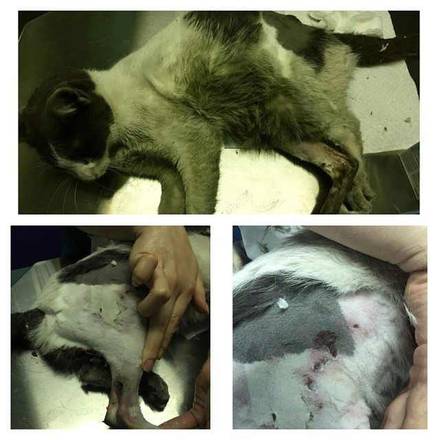 Councilman Levin Saves Abused Cat on the BQE | Brooklyn Heights Blog
