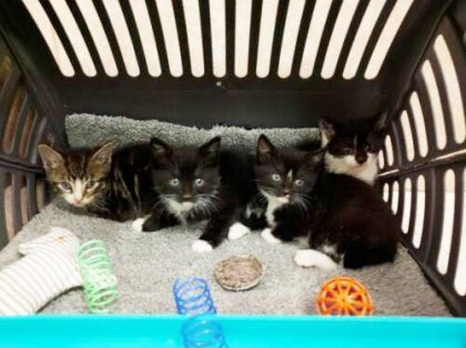 Sarah, Jojo, Nicholas, and Brandon will be among the felines temporarily making their home at the Cafe, where they hope to find their forever home.  Photos courtesy of Brooklyn Cat Cafe