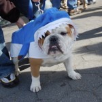 Wrigley: English Bulldog or shark?