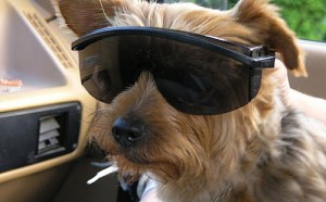 dog-sunglasses-8