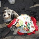 Cricket, a Yorkie mix, does some hula for us
