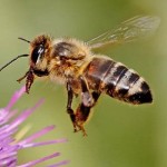 jsw_honeybee-full