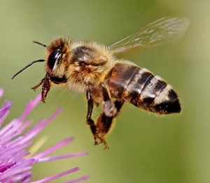 jsw_honeybee-full