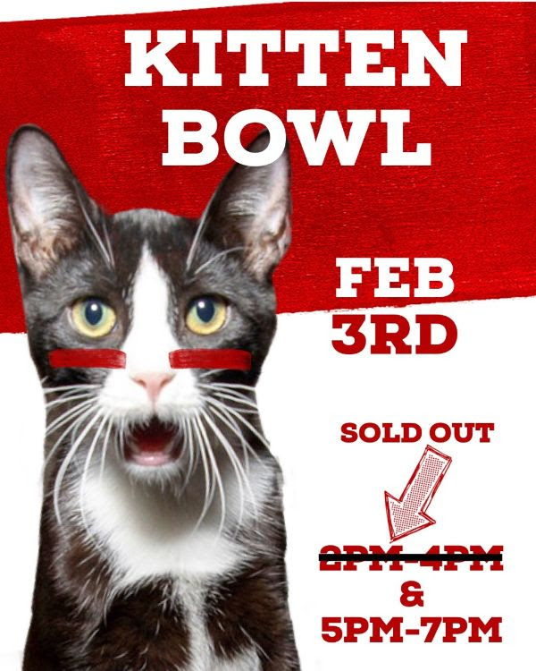 kitten bowl