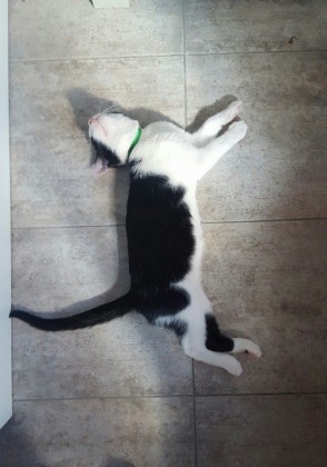 Kitty corpse pose. Photo courtesy Brooklyn Cat Cafe.  Photo above by Vicki Puluso
